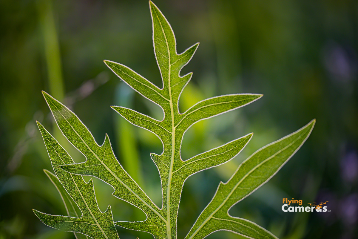Backlit image of compass flowers leaf 