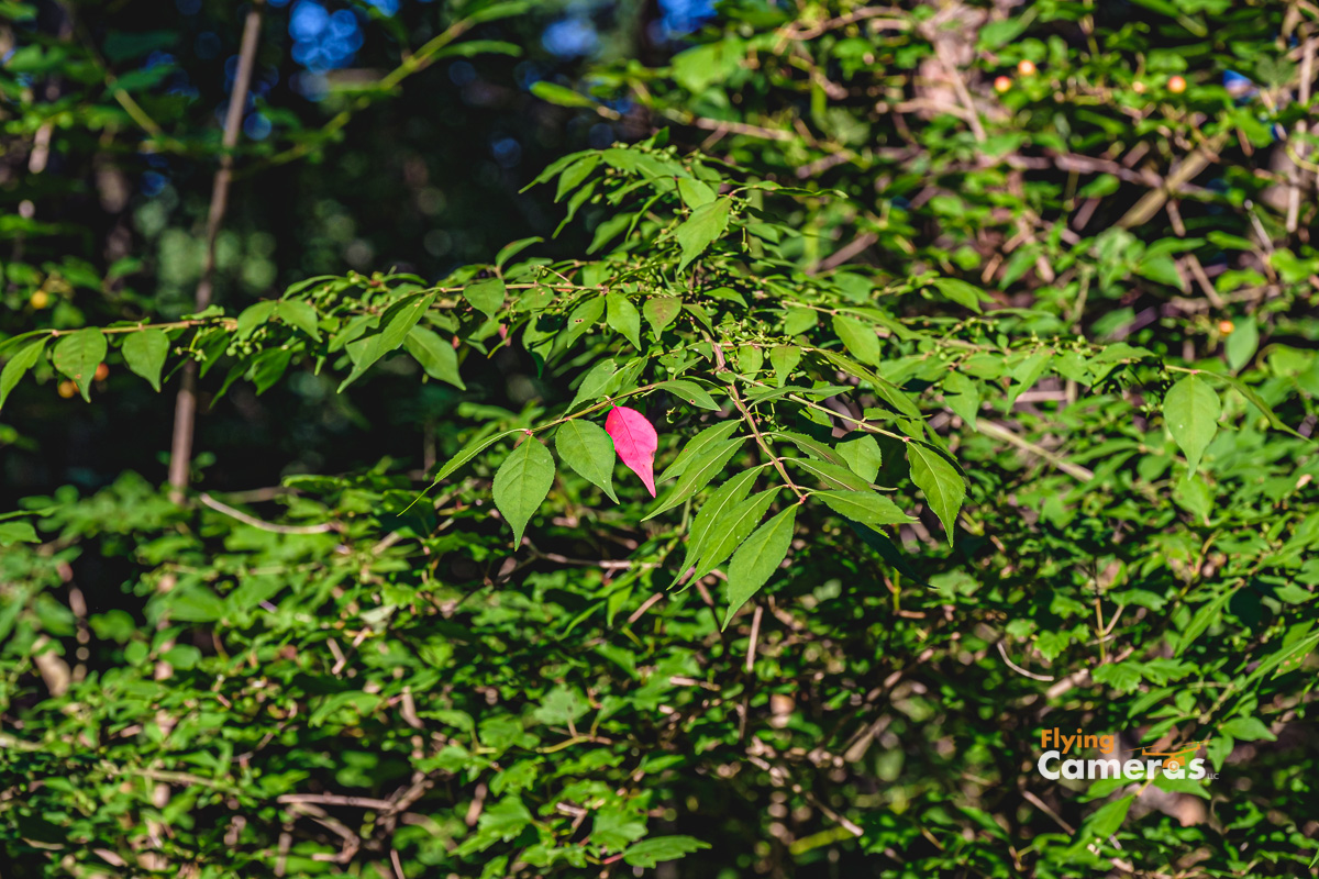 Nature decorates a solitary red leaf on a tree with all green leaves