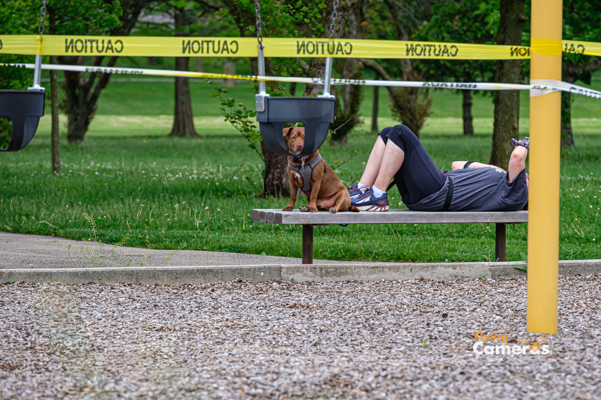 Pit bull guard dog protecting owner