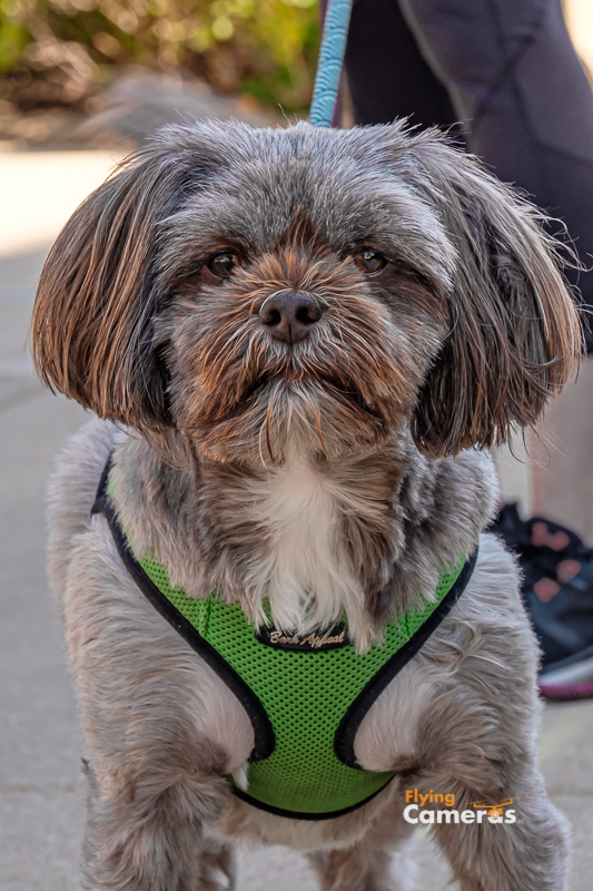 Dog  with colorful facial hair