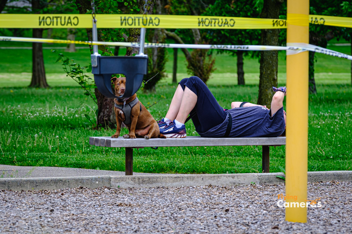 Dog protectiing owner during covid lockdown