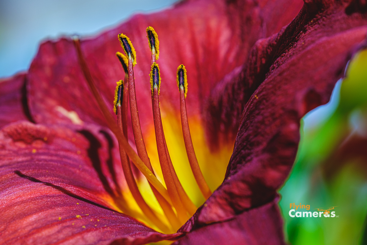 Magenta lily flower with yellow and purple stamen capture in a sun lit view