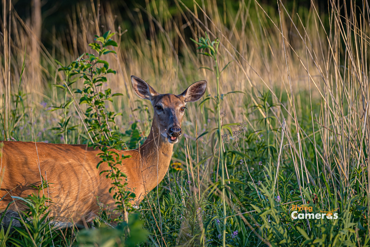 Doe caught smiling in the woods of Downers Grove