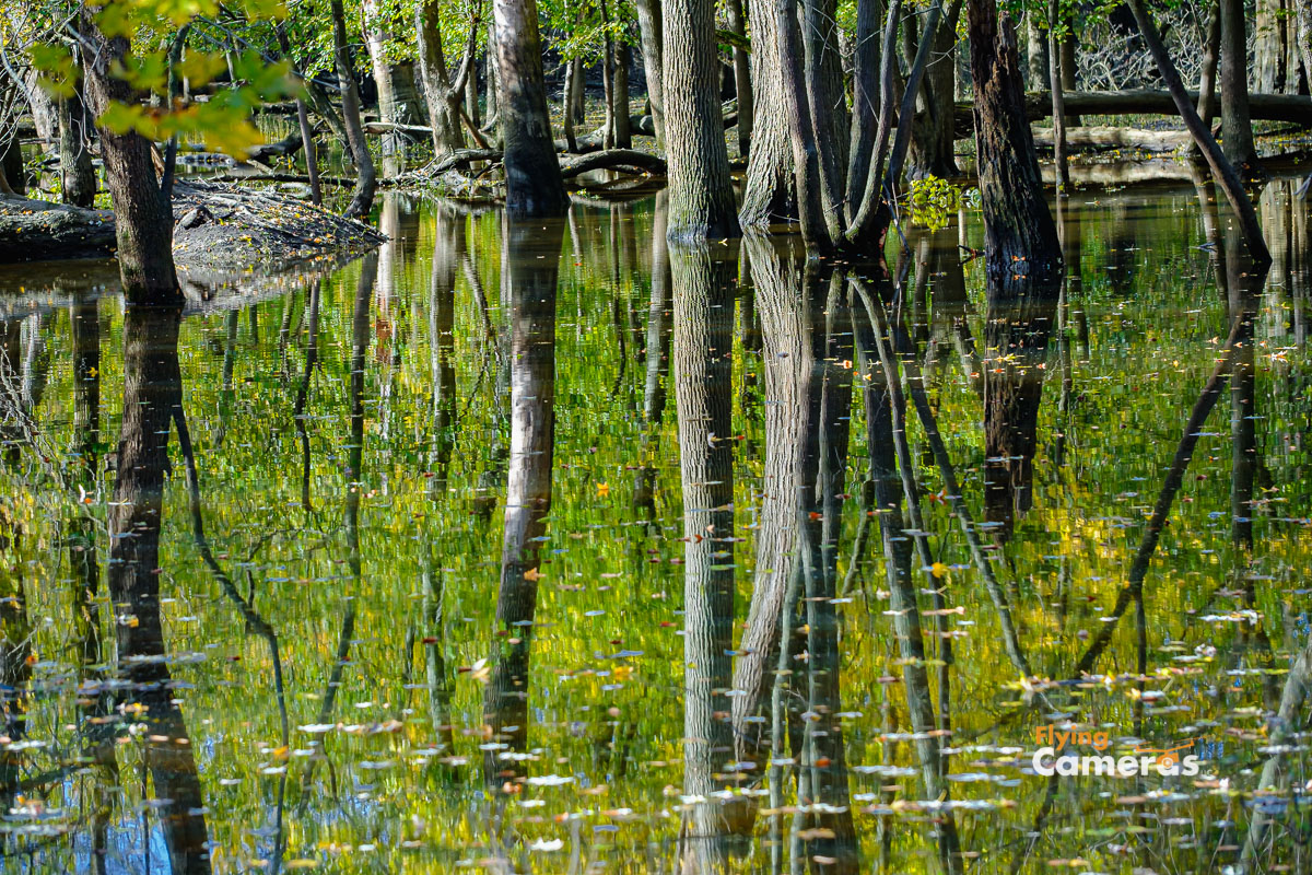 Reflection of trees captured in surrounding water