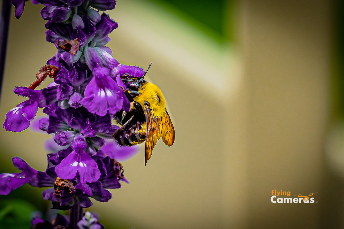 Yellow and black bee on purple wild flower